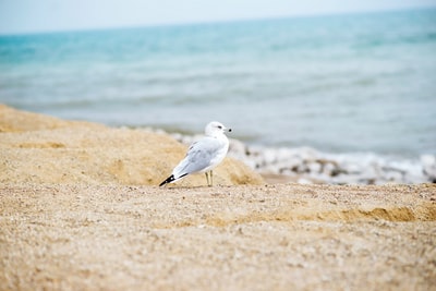 白色的海鸥在海滨
